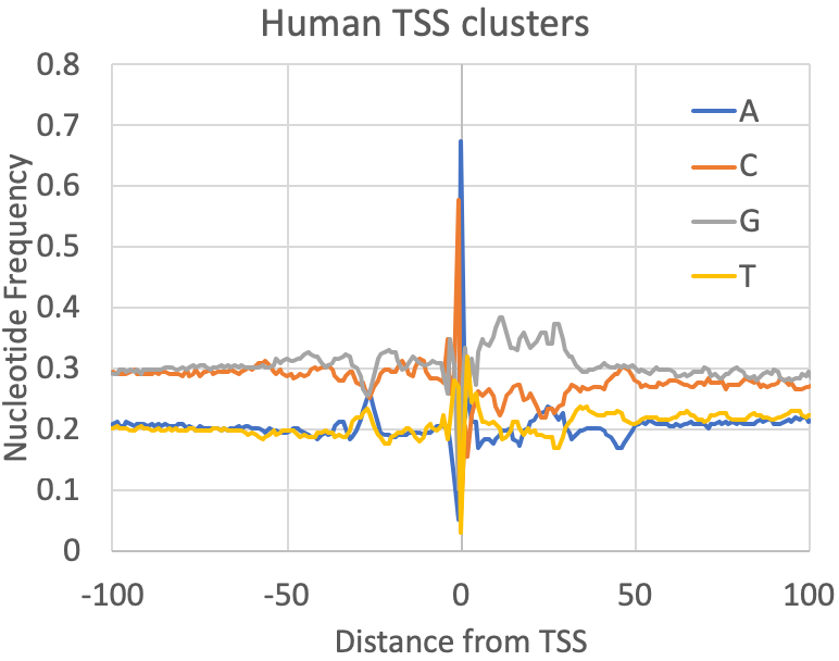 csRNA-seq human TSS
                    nucleotide frequencies