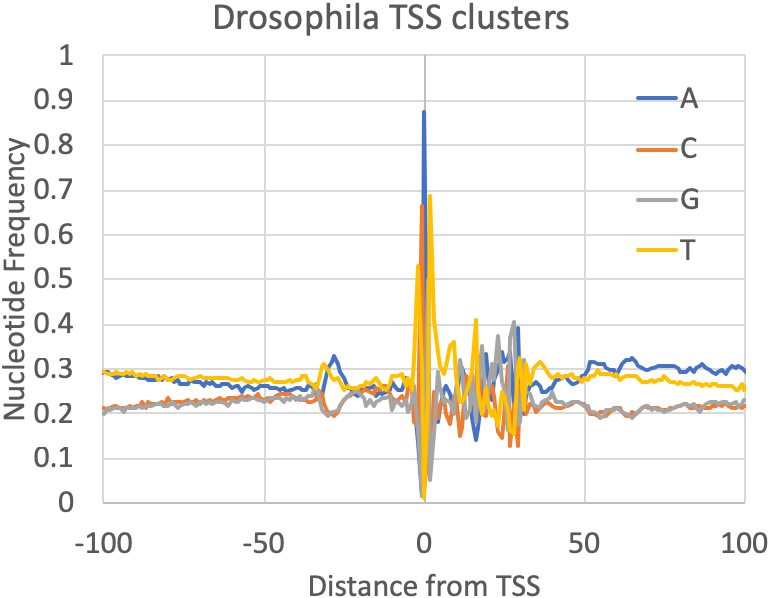 csRNA-seq drosophila TSS
                    nucleotide frequencies