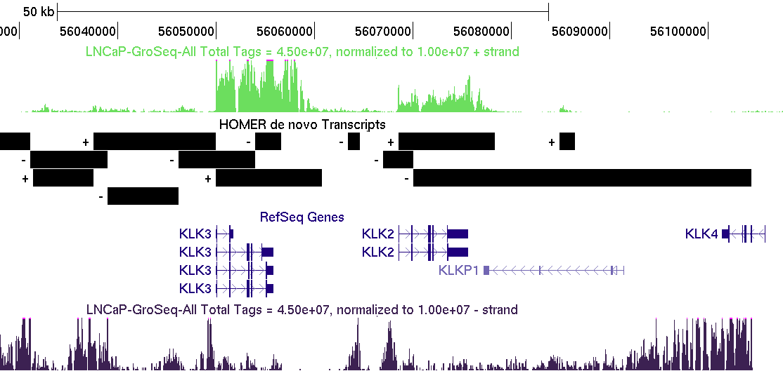 de novo transcripts
                    GRO-Seq LNCAP